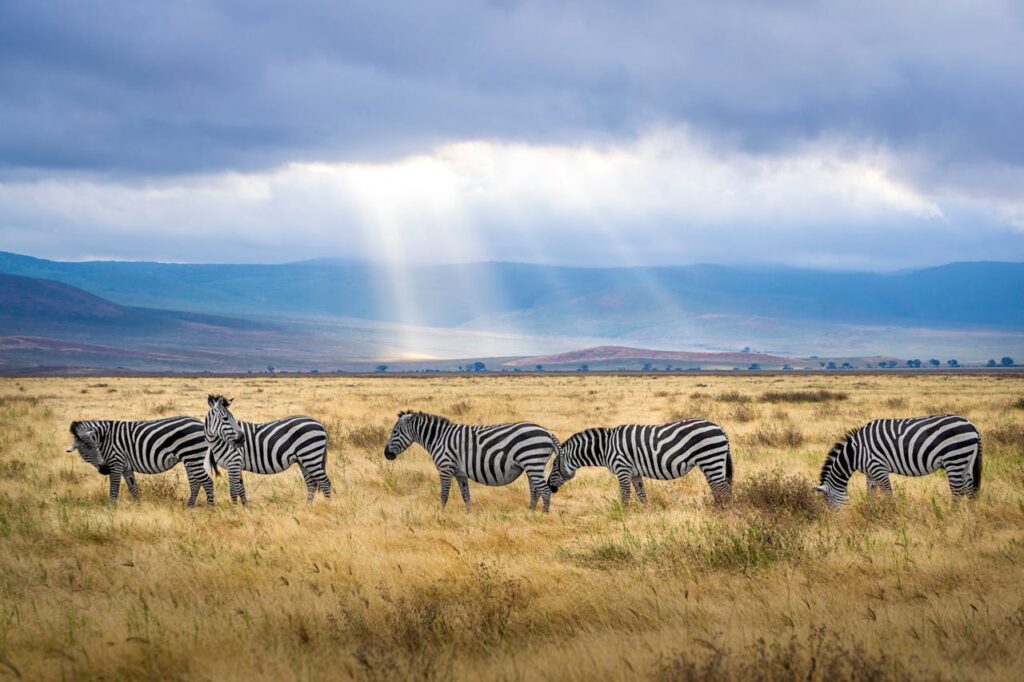 pexels-photo-2862070 Five Zebra Grazing on Grass Field